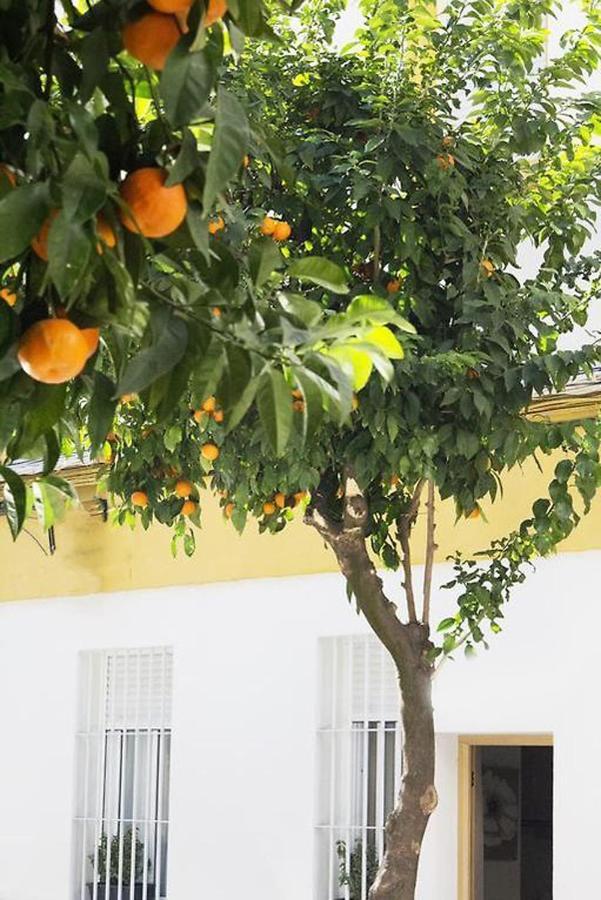 Apartamento Costasol Kordoba Zewnętrze zdjęcie